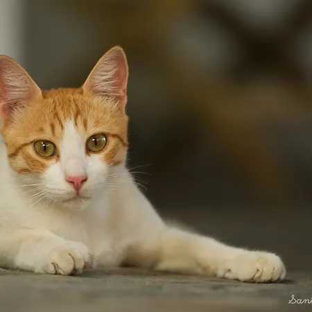 Andreas * Perissa (Santorini)