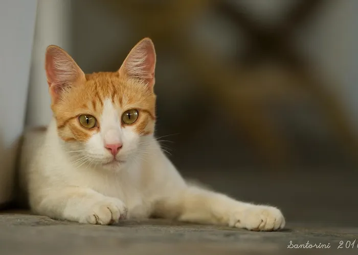 Andreas * Perissa (Santorini)