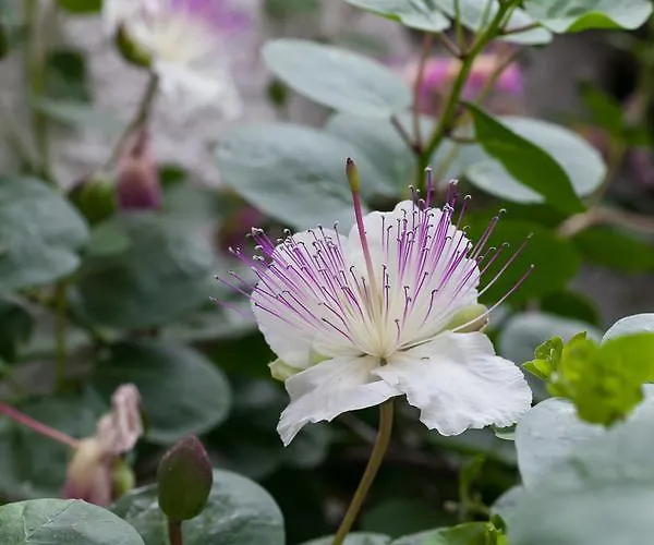 Апартаменты Andreas